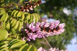 Image de Millettia grandis (E. Mey.) Skeels