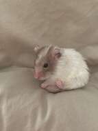 Image of hamsters