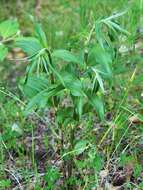 Imagem de Epipactis helleborine (L.) Crantz