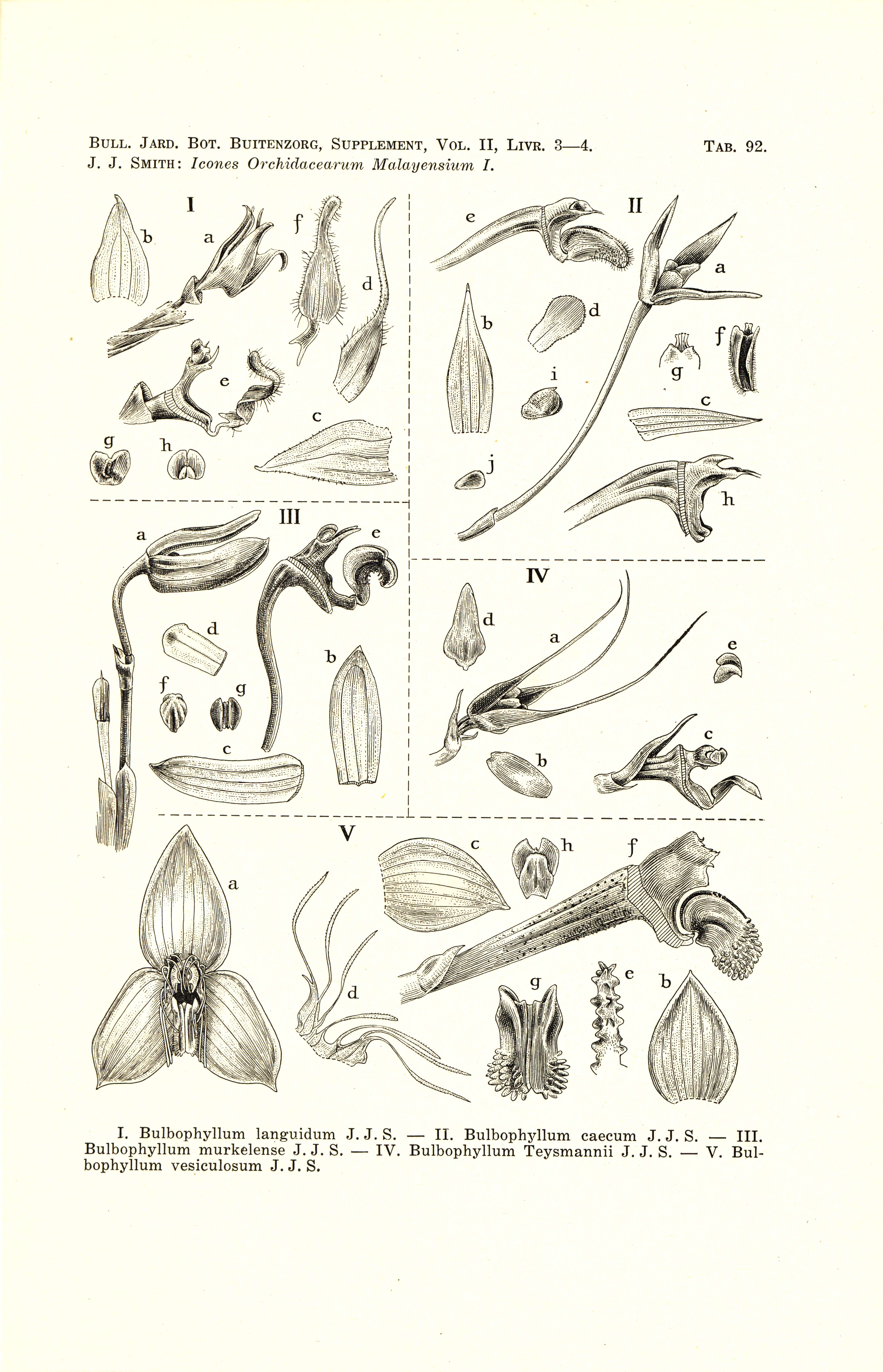 Image of manystem bulbophyllum