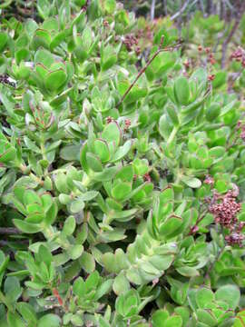 Image of Crassula cultrata L.