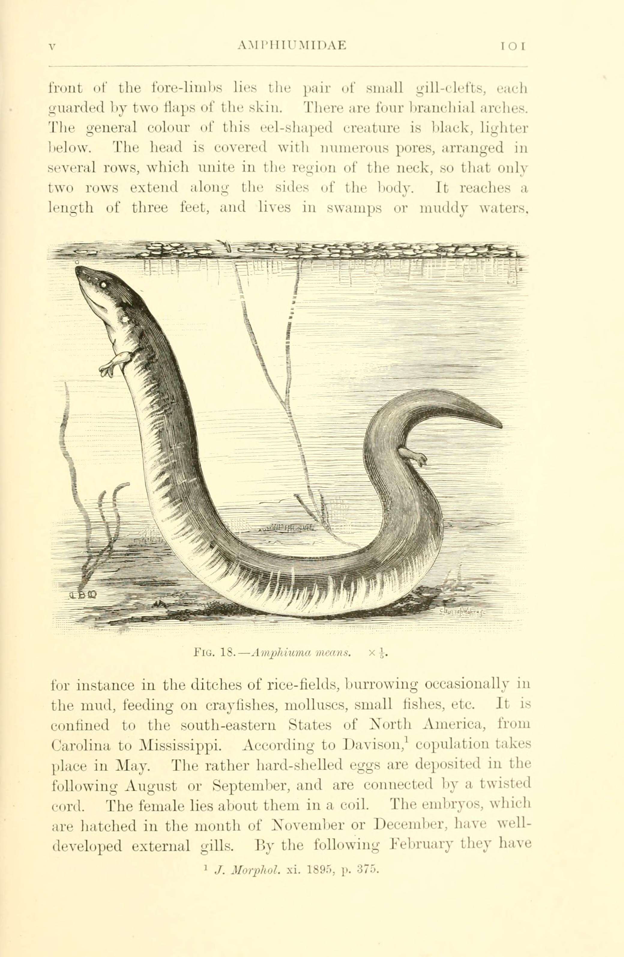 Image of Two-toed Amphiuma