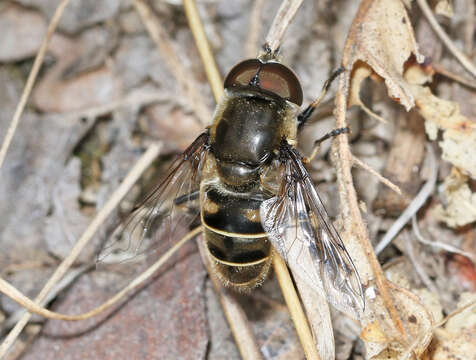 Image of Eristalis dimidiata Wiedemann 1830