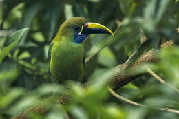 Image of Blue-throated Toucanet