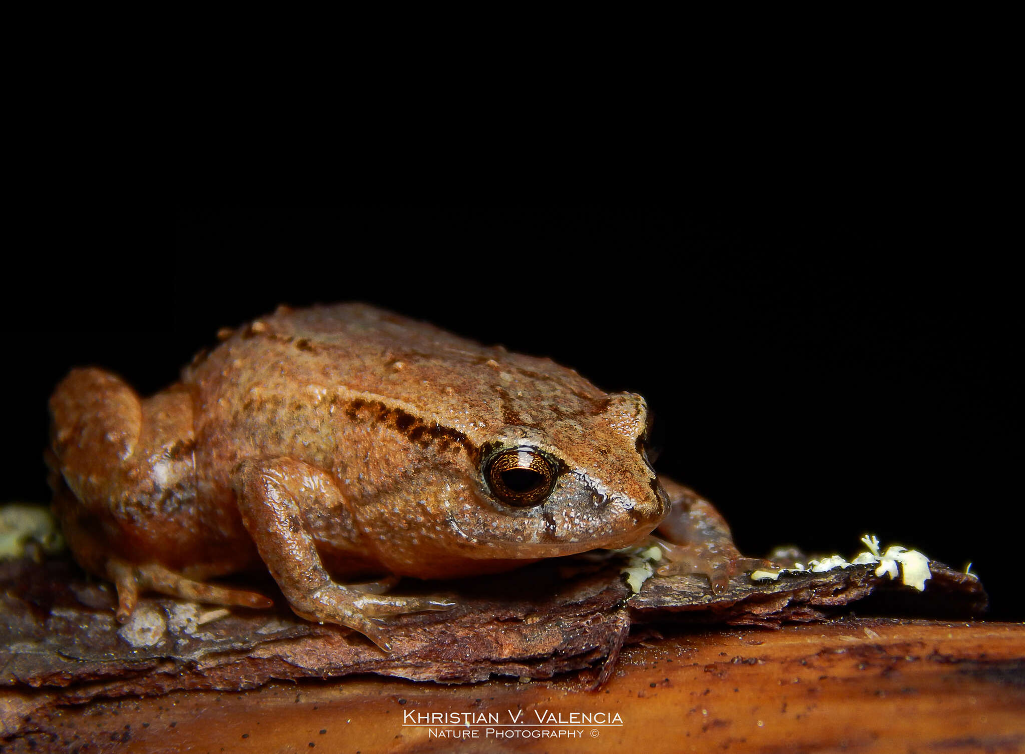 Image of Walker's Sierra Frog