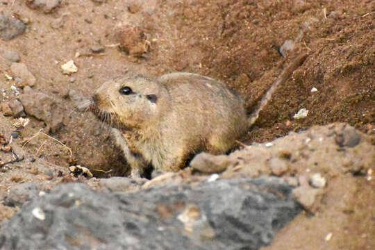 Plancia ëd Ctenomys colburni J. A. Allen 1903