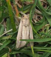 Image de Leucania stenographa