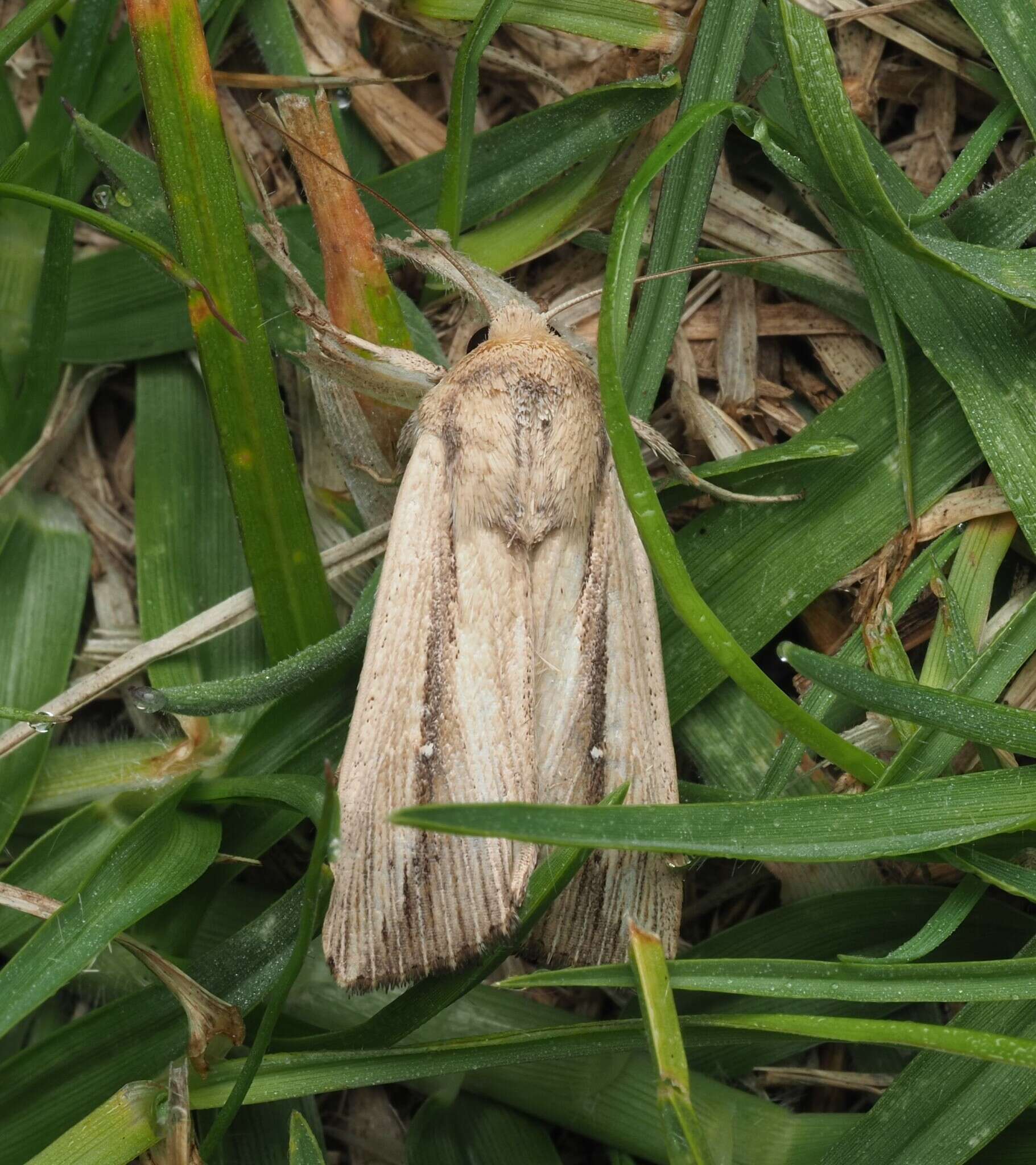 Imagem de Leucania stenographa