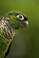 Image of Maroon-tailed Parakeet