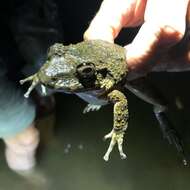 Image of Golfito Robber Frog