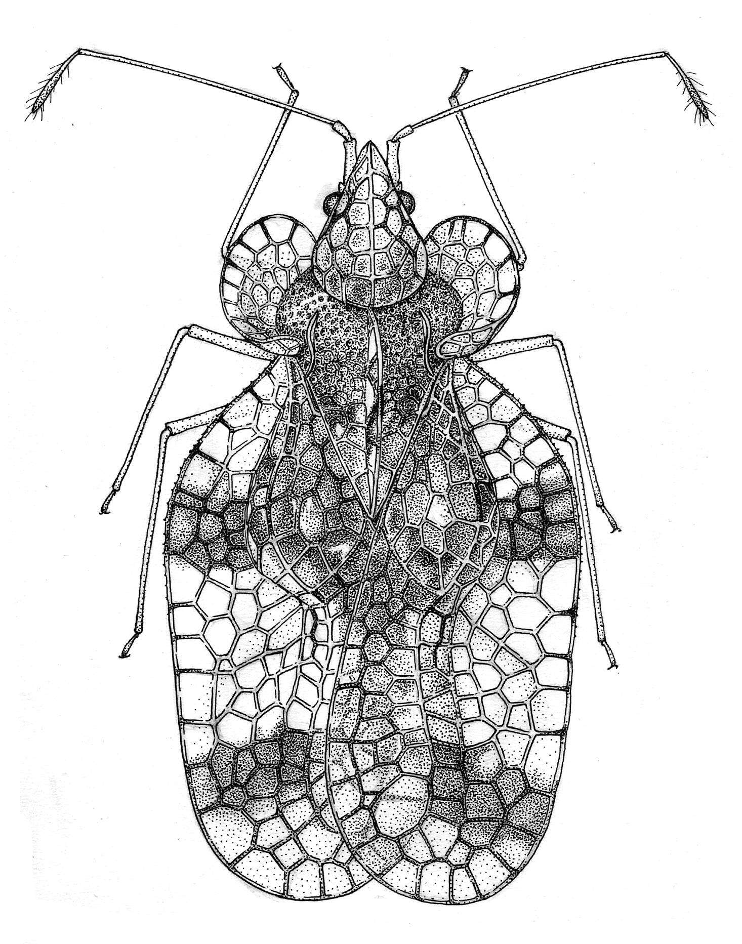 Image of azalea lace bug