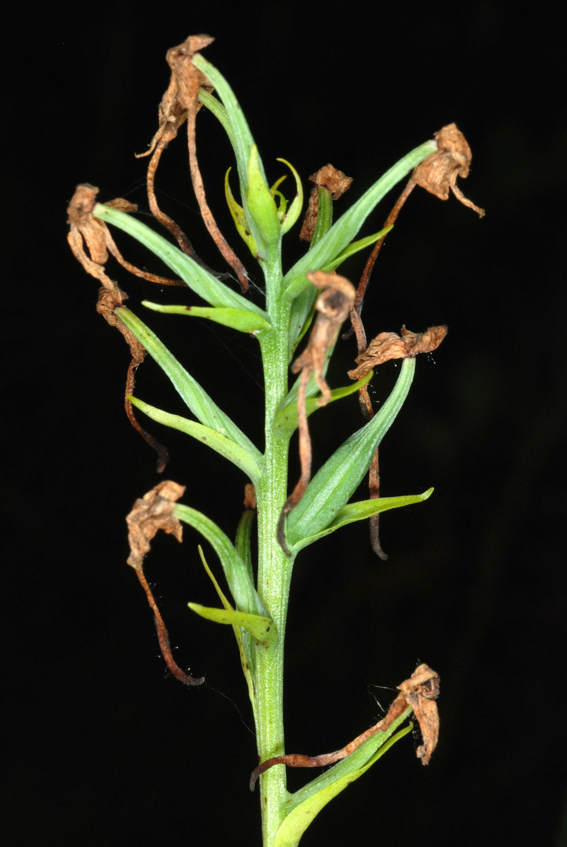 Image of white fringed orchid