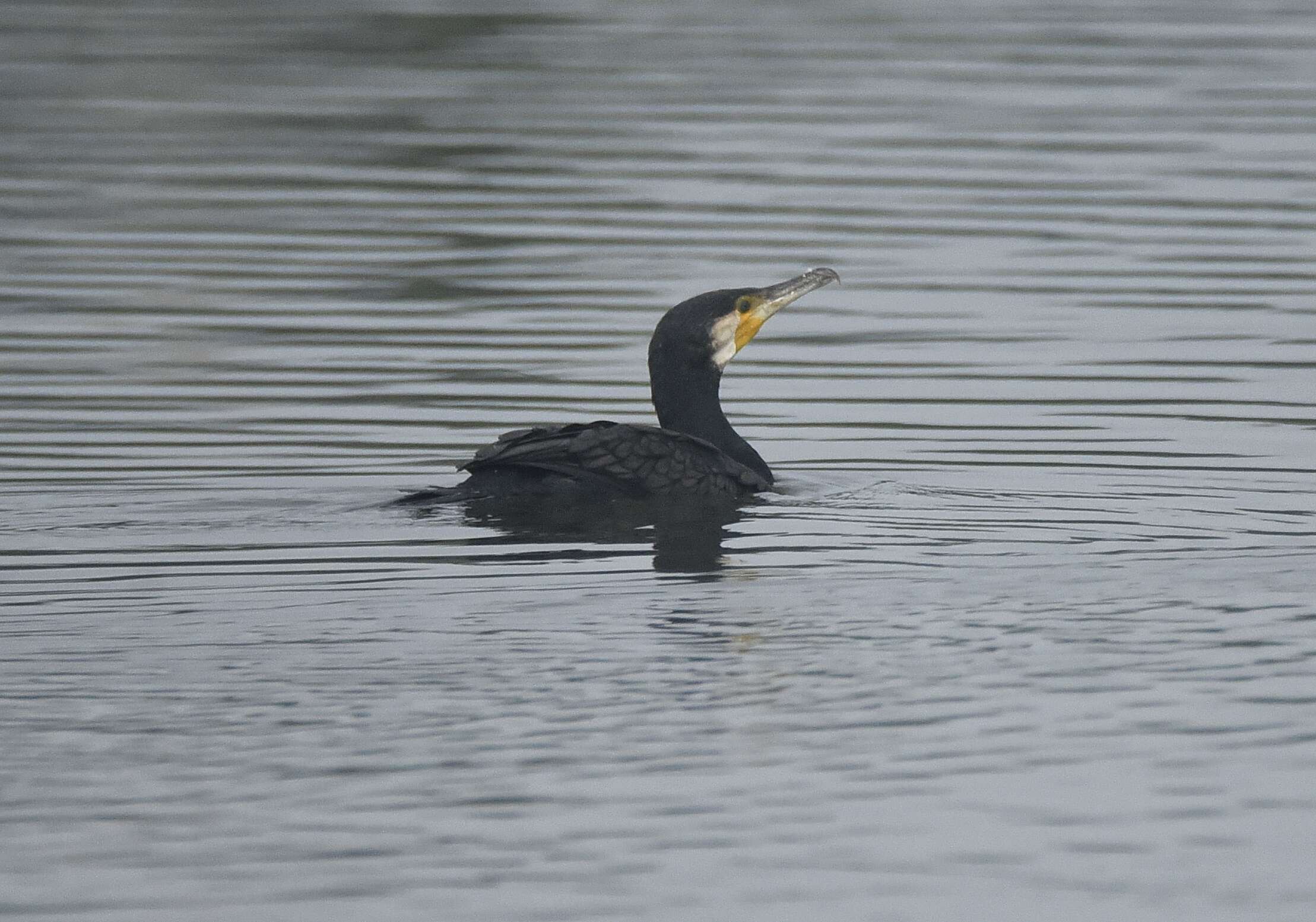 Image of Black Shag