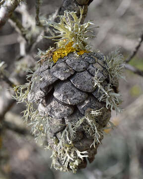 Image of cartilage lichen