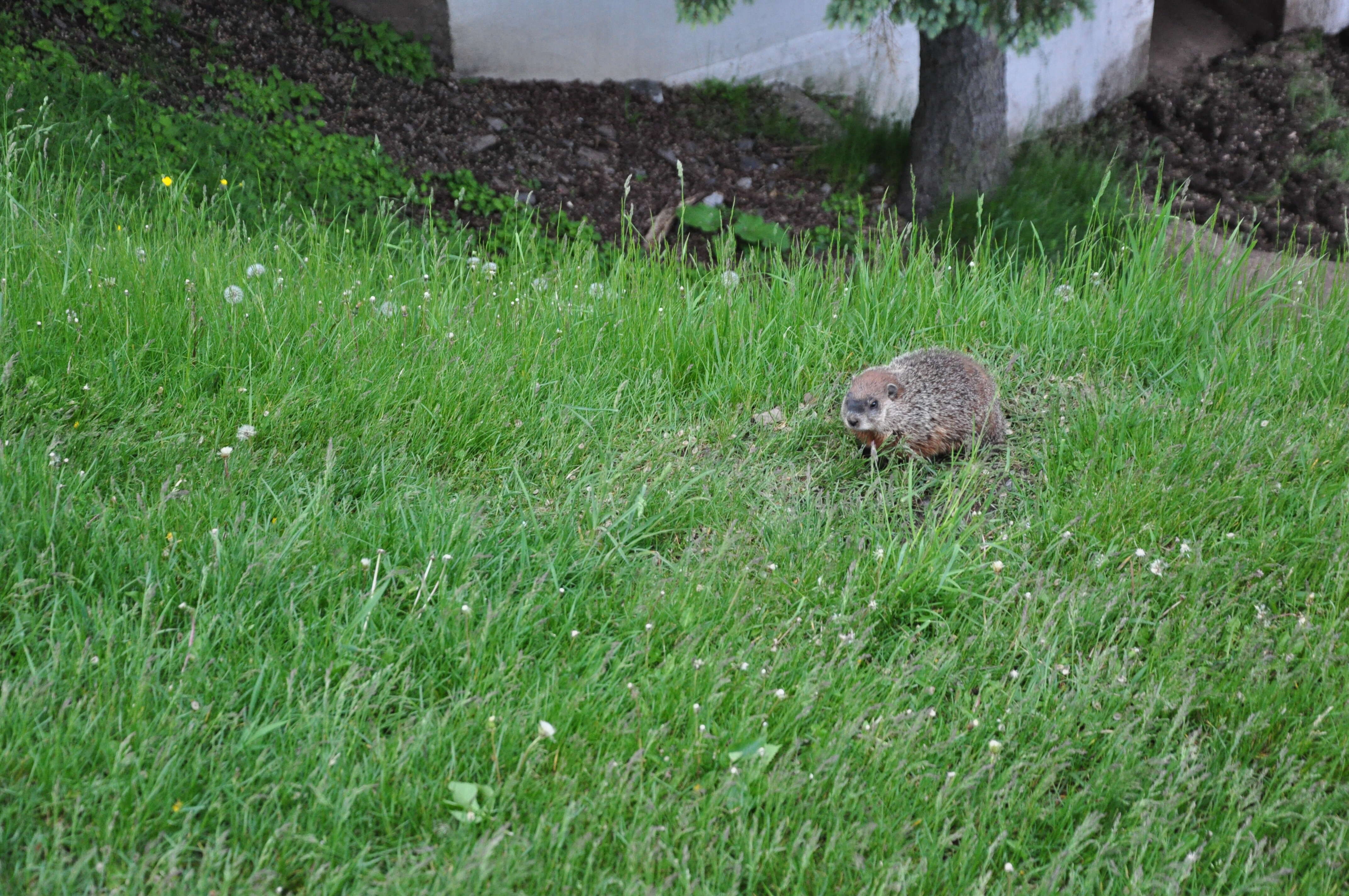 Sivun Marmota subgen. Marmota Blumenbach 1779 kuva