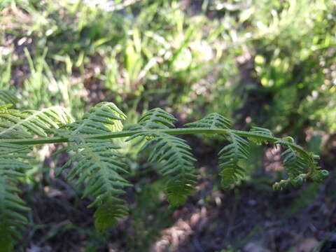 Image of Bracken