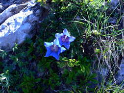 Image of Stemless Gentian