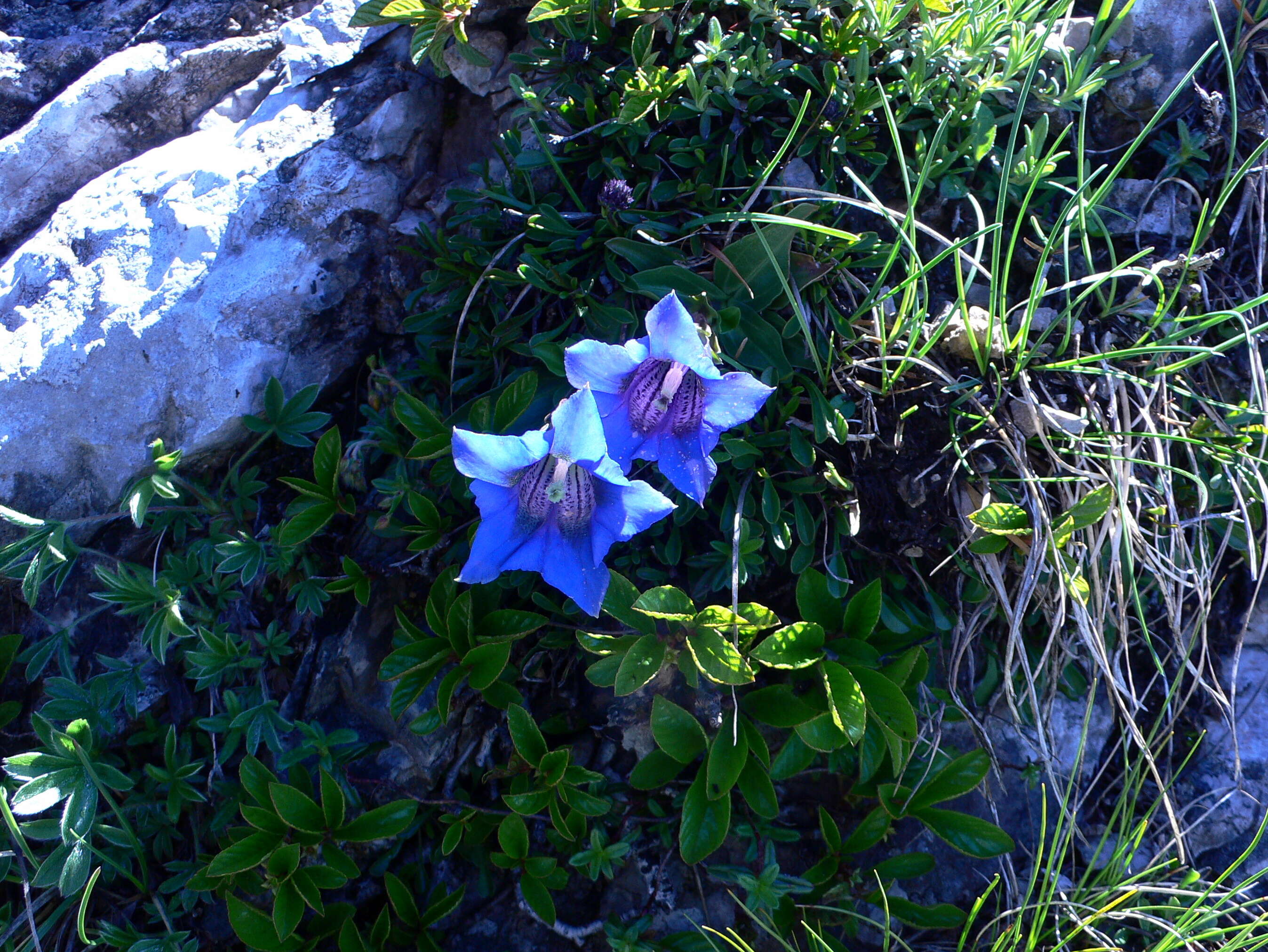 Image of Stemless Gentian