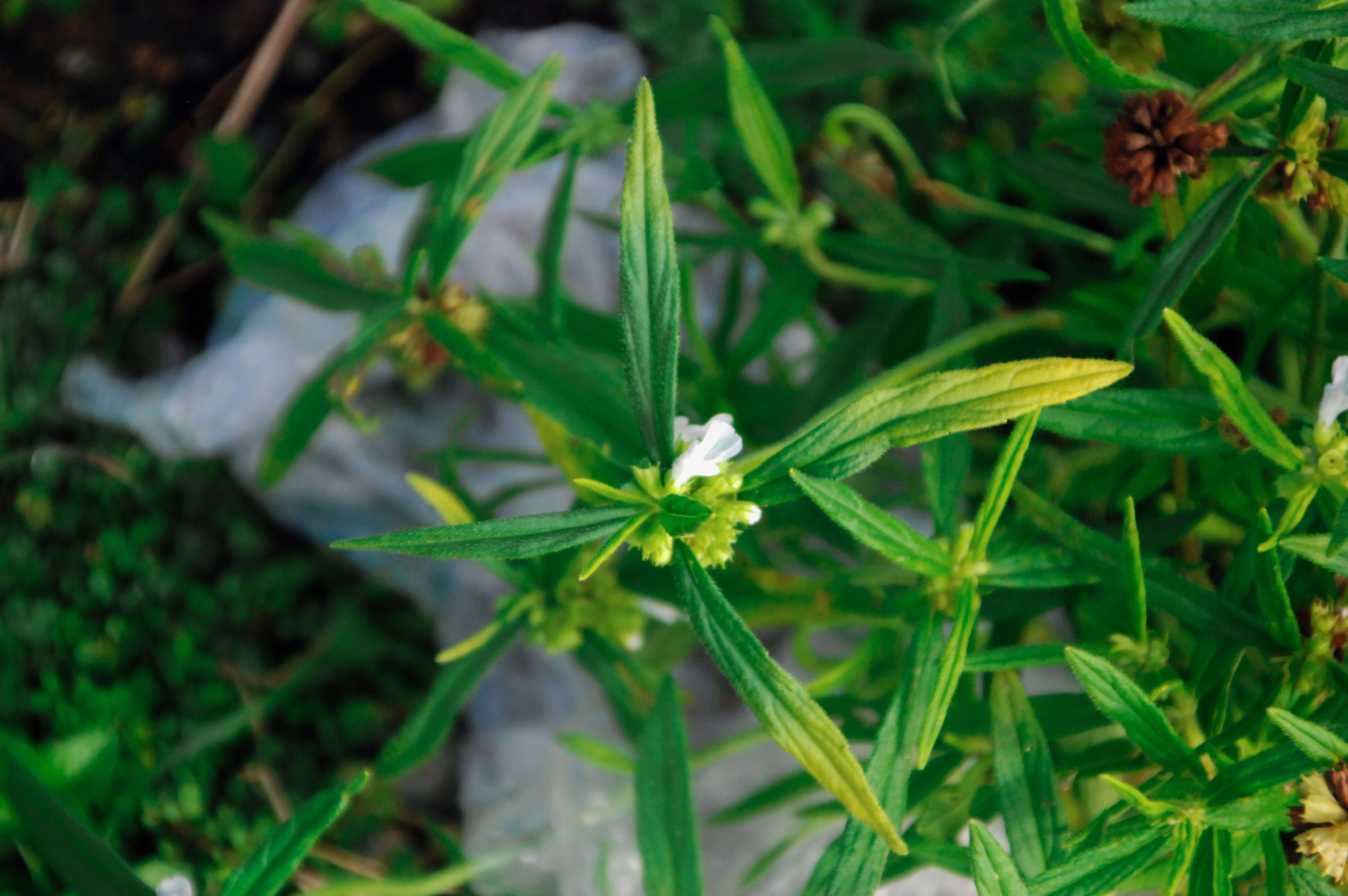 Image of European bedstraw