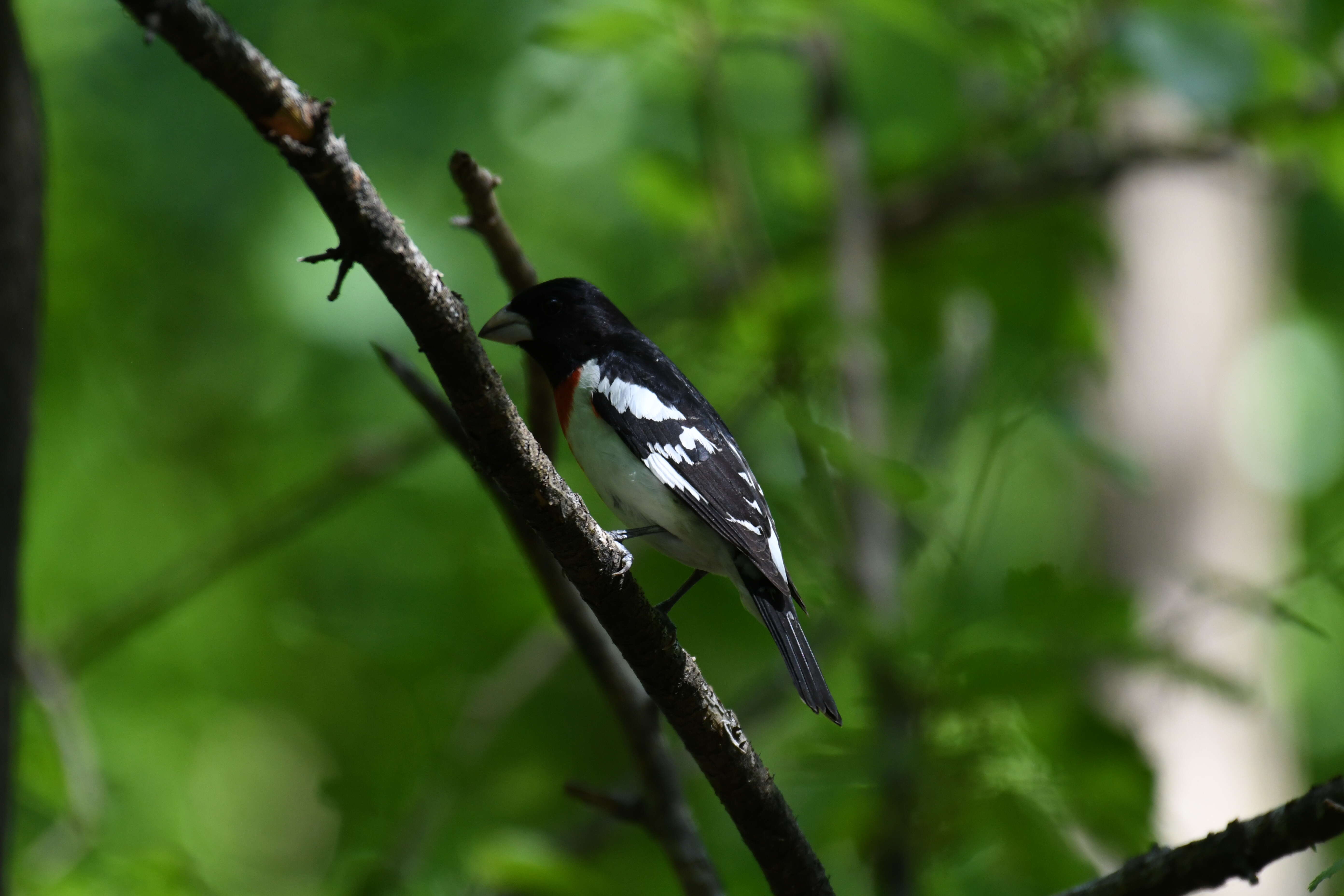 Image of Rose-breasted Grosbeak