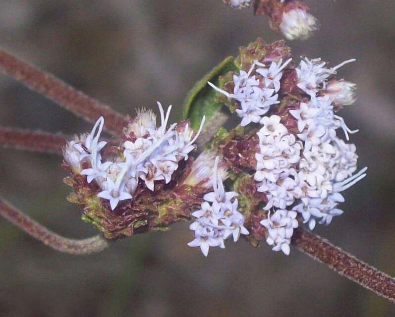 Image of Hemp-agrimony