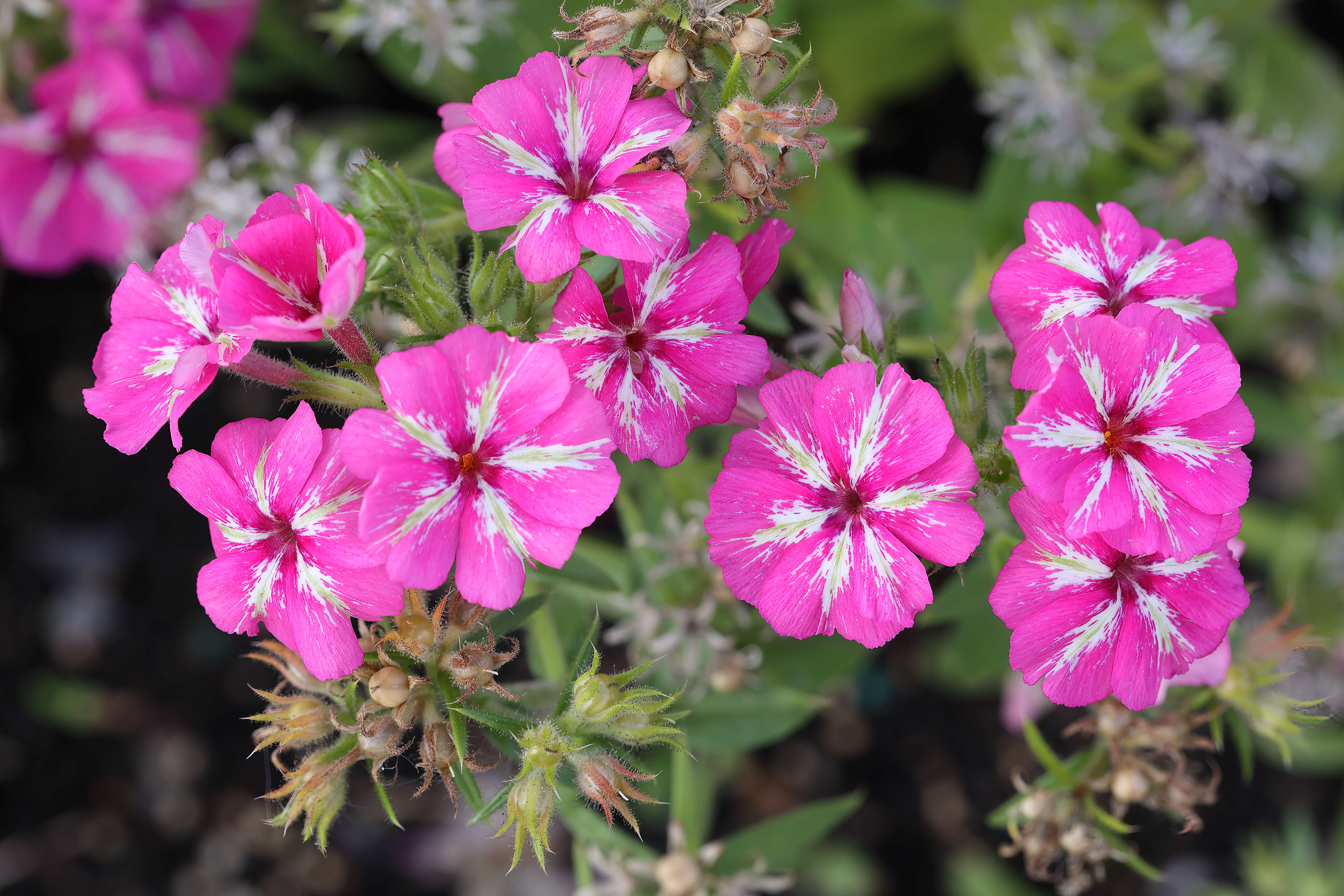 Sivun Phlox pilosa L. kuva