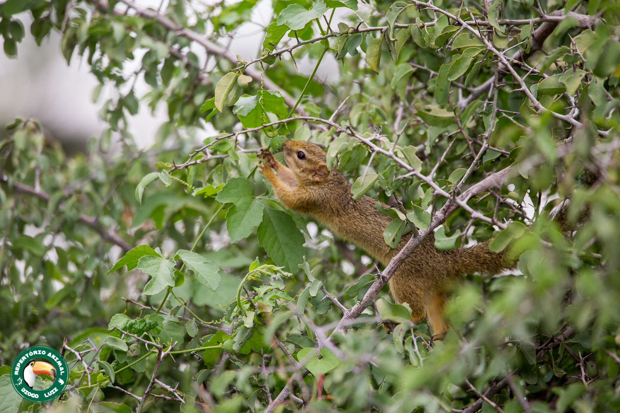 Image of Ochre Bush Squirrel