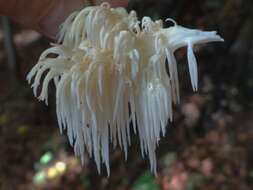 Image of Hericium flagellum (Scop.) Pers. 1797