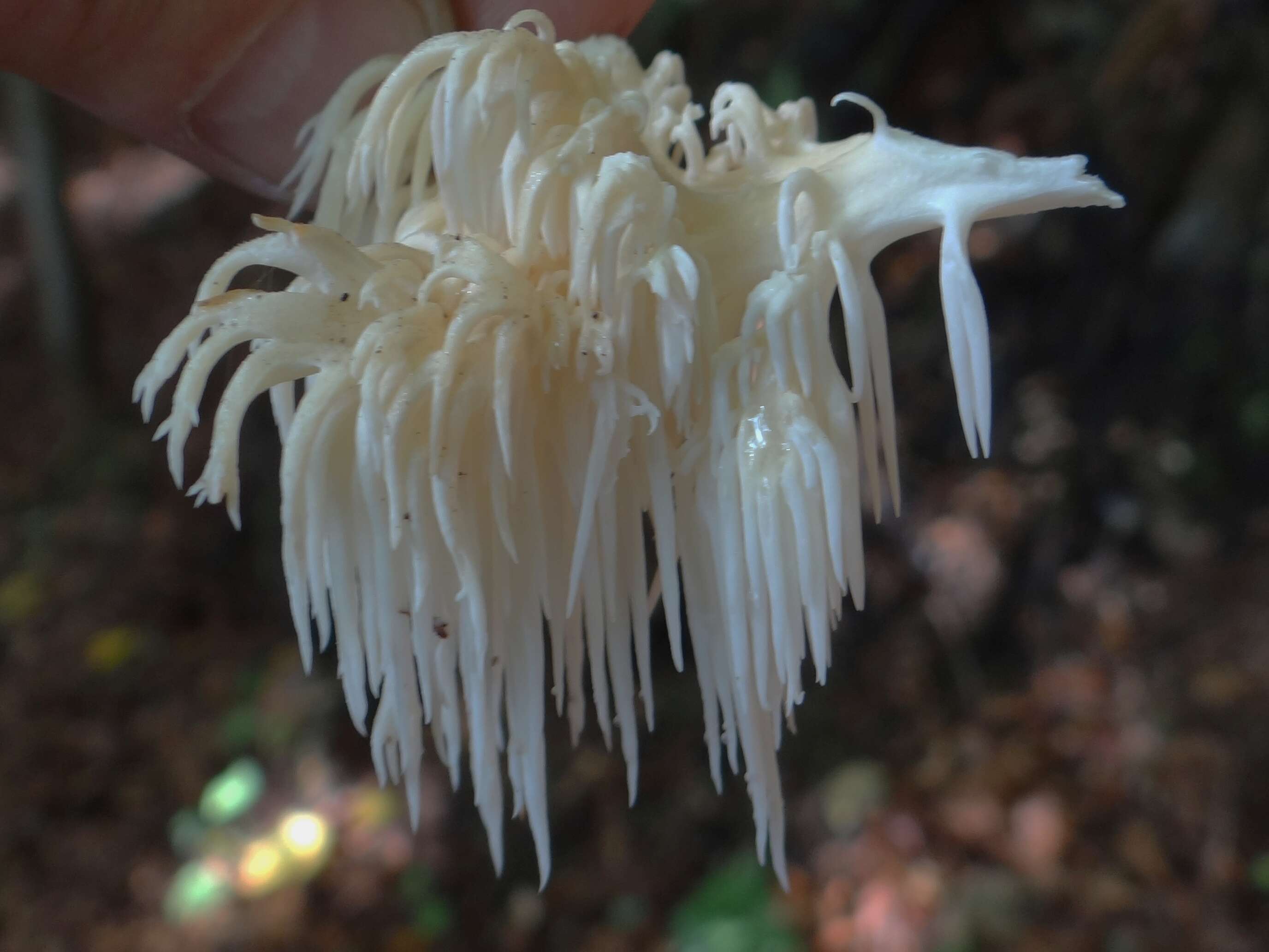 Image of Hericium flagellum (Scop.) Pers. 1797