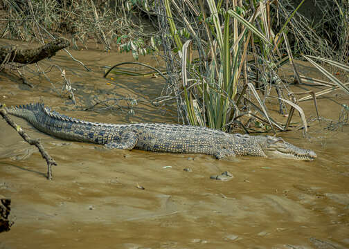 Image of Crocodilia