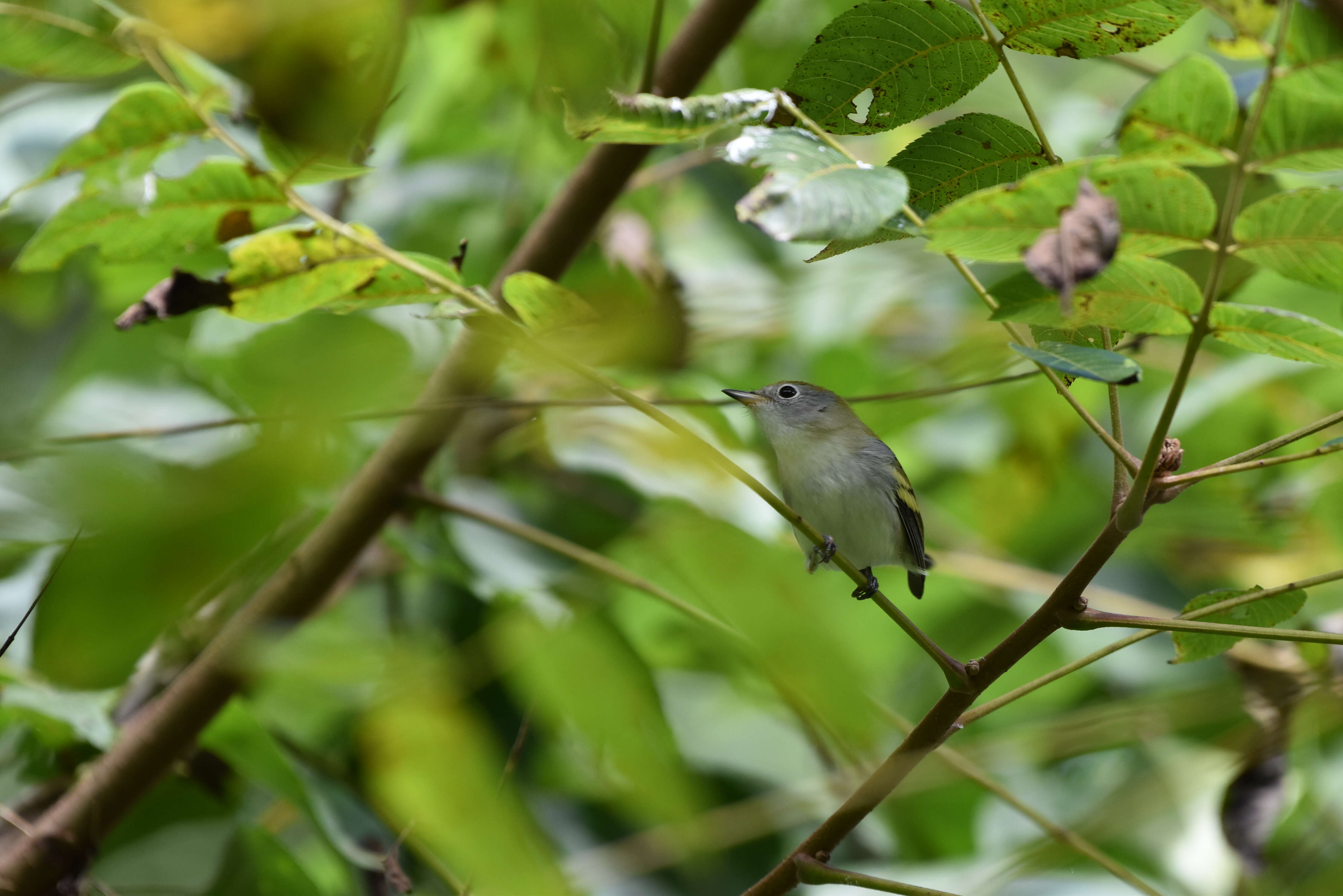 Image of Chestnut-sided Warbler