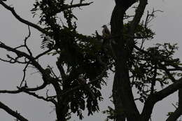 Image of Scissor-tailed Flycatcher