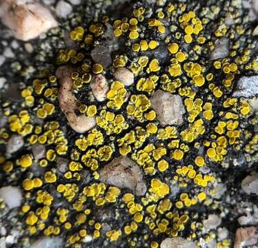 Image of Hidden goldspeck lichen