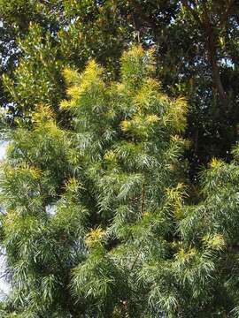 صورة Podocarpus parlatorei Pilg.