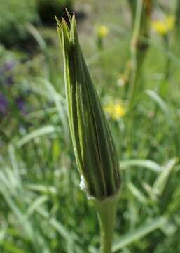 Image of yellow salsify