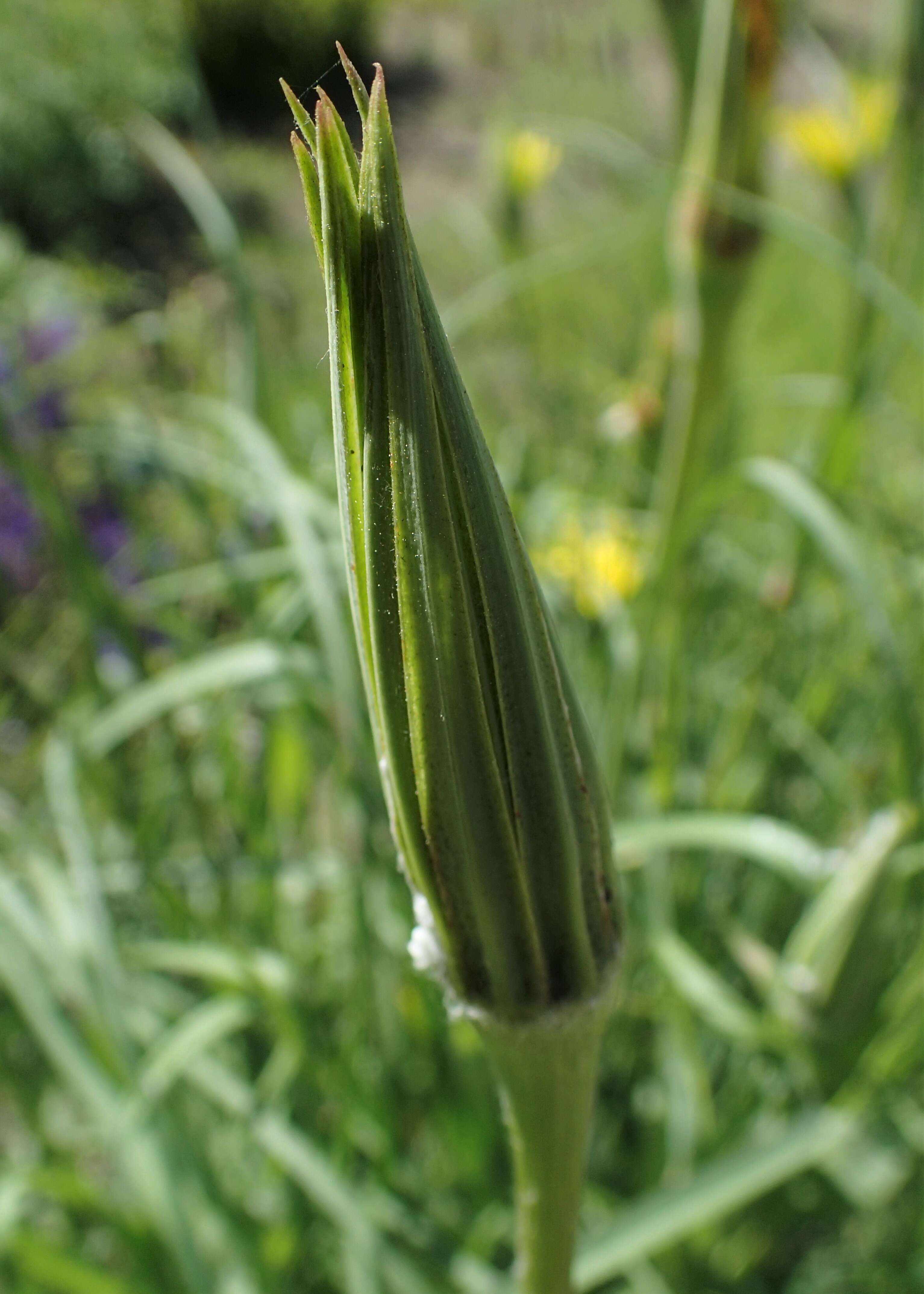 Слика од Tragopogon dubius Scop.