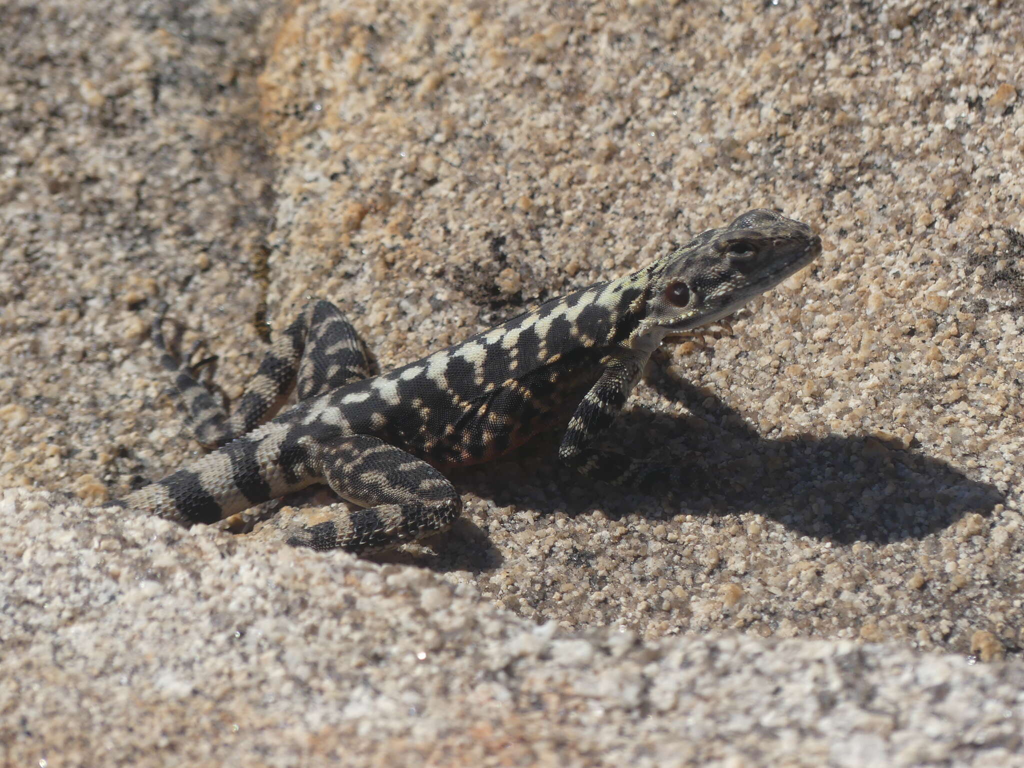 Image of Ornate Crevice-dragon