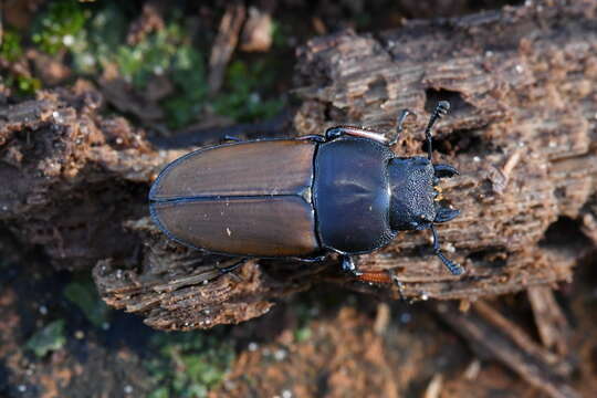 Image de Leptinopterus tibialis (Eschscholtz 1822)