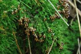 Image of Egg-shell Slime Mould