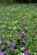 Image of common blue violet