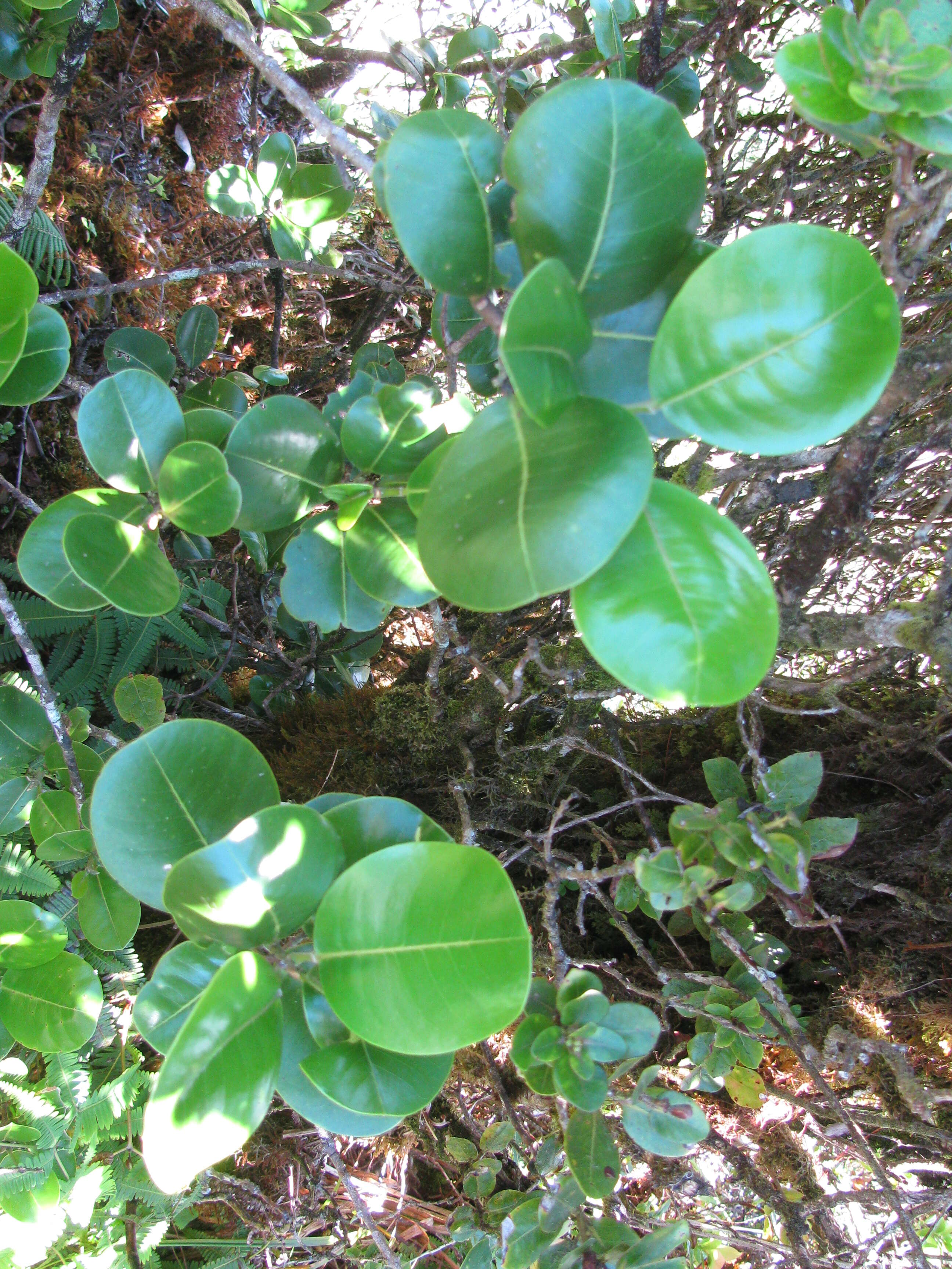 Image de Melicope orbicularis (Hillebr.) T. G. Hartley & B. C. Stone