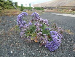 Image of Limonium bourgeaui (Webb) O. Kuntze