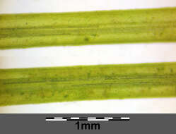 Слика од Potamogeton trichoides Cham. & Schltdl.