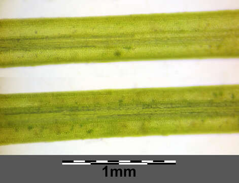 Слика од Potamogeton trichoides Cham. & Schltdl.