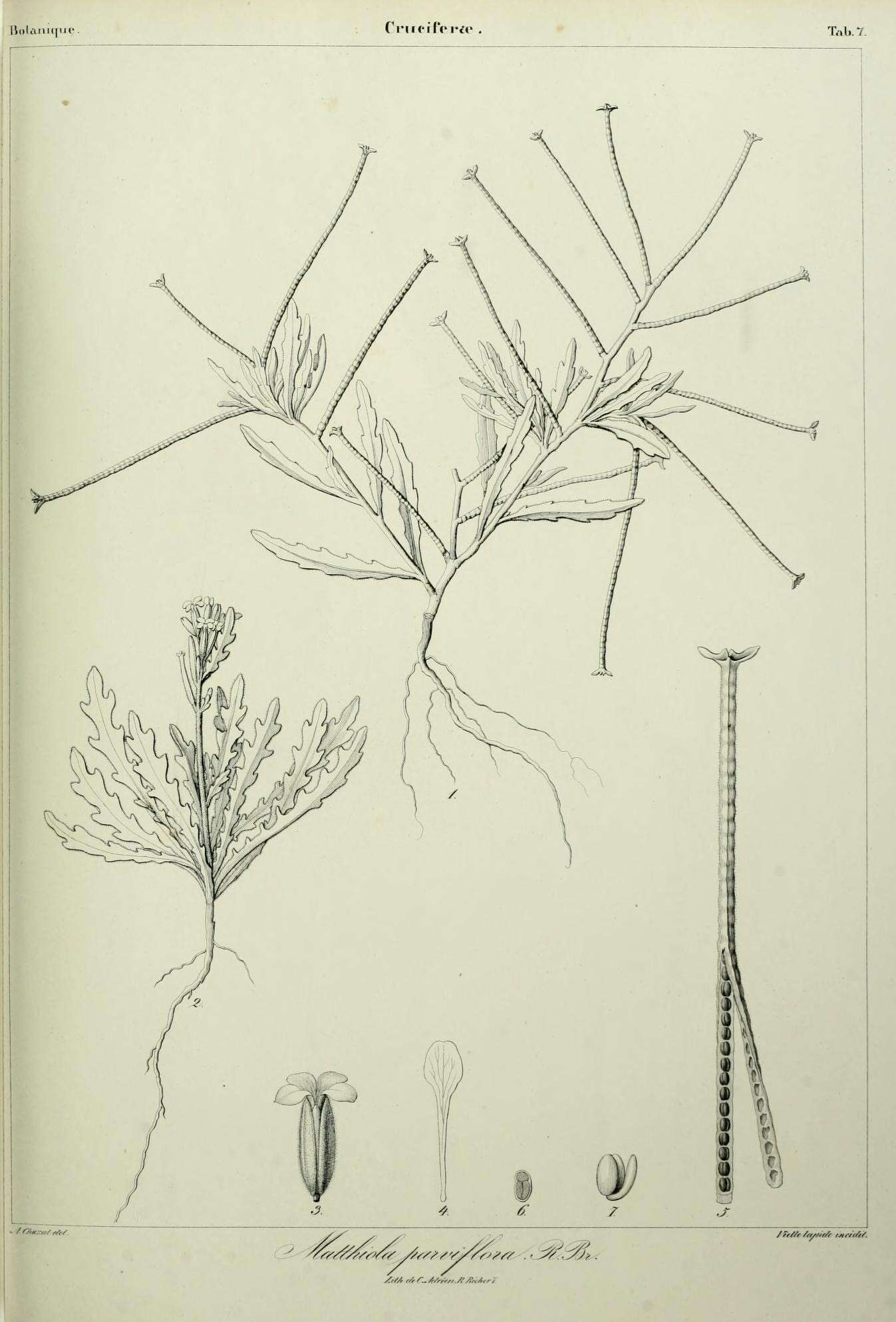 Plancia ëd Matthiola parviflora (Schousb.) W. T. Aiton