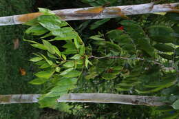 Image de Brownea grandiceps Jacq.