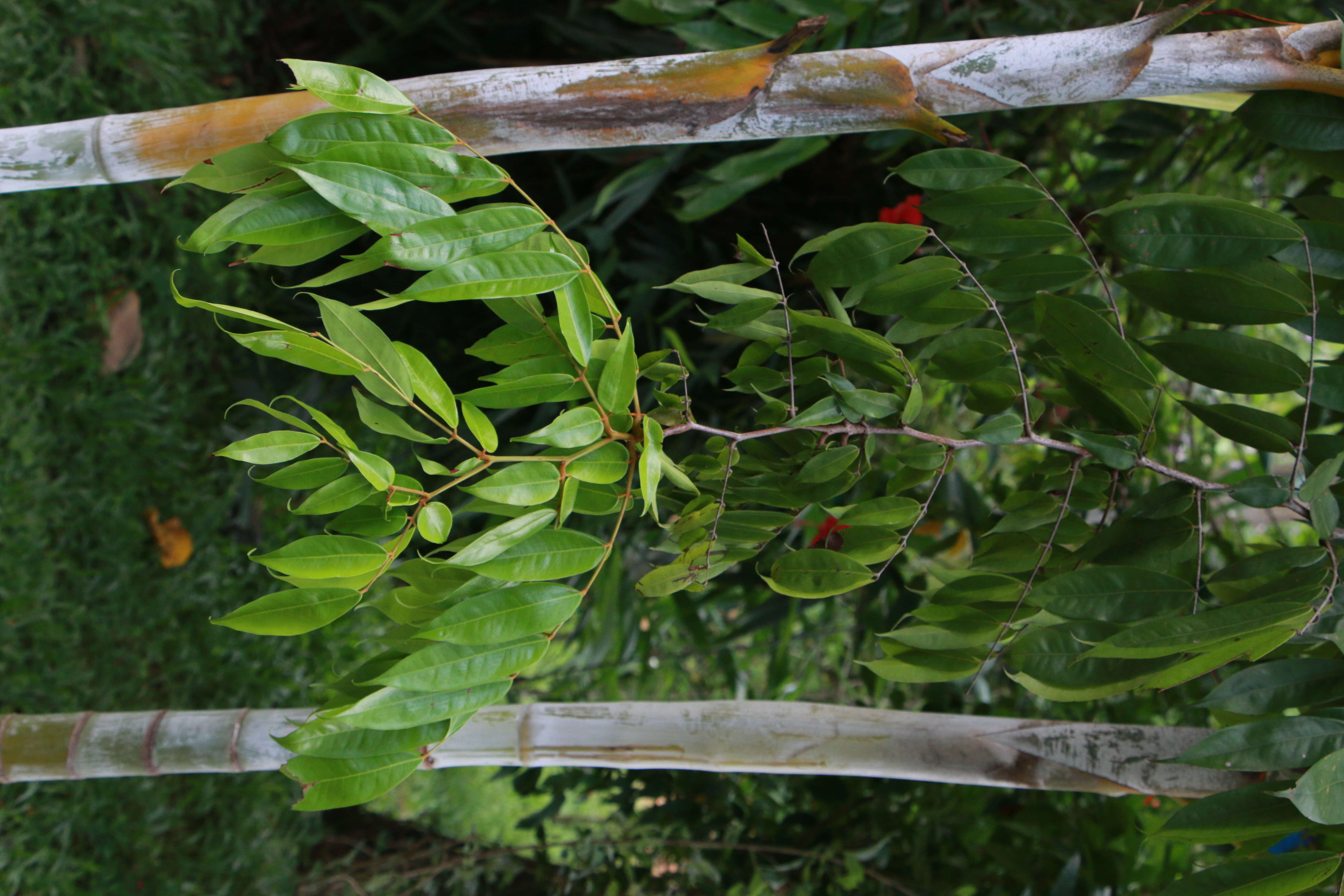 Image de Brownea grandiceps Jacq.