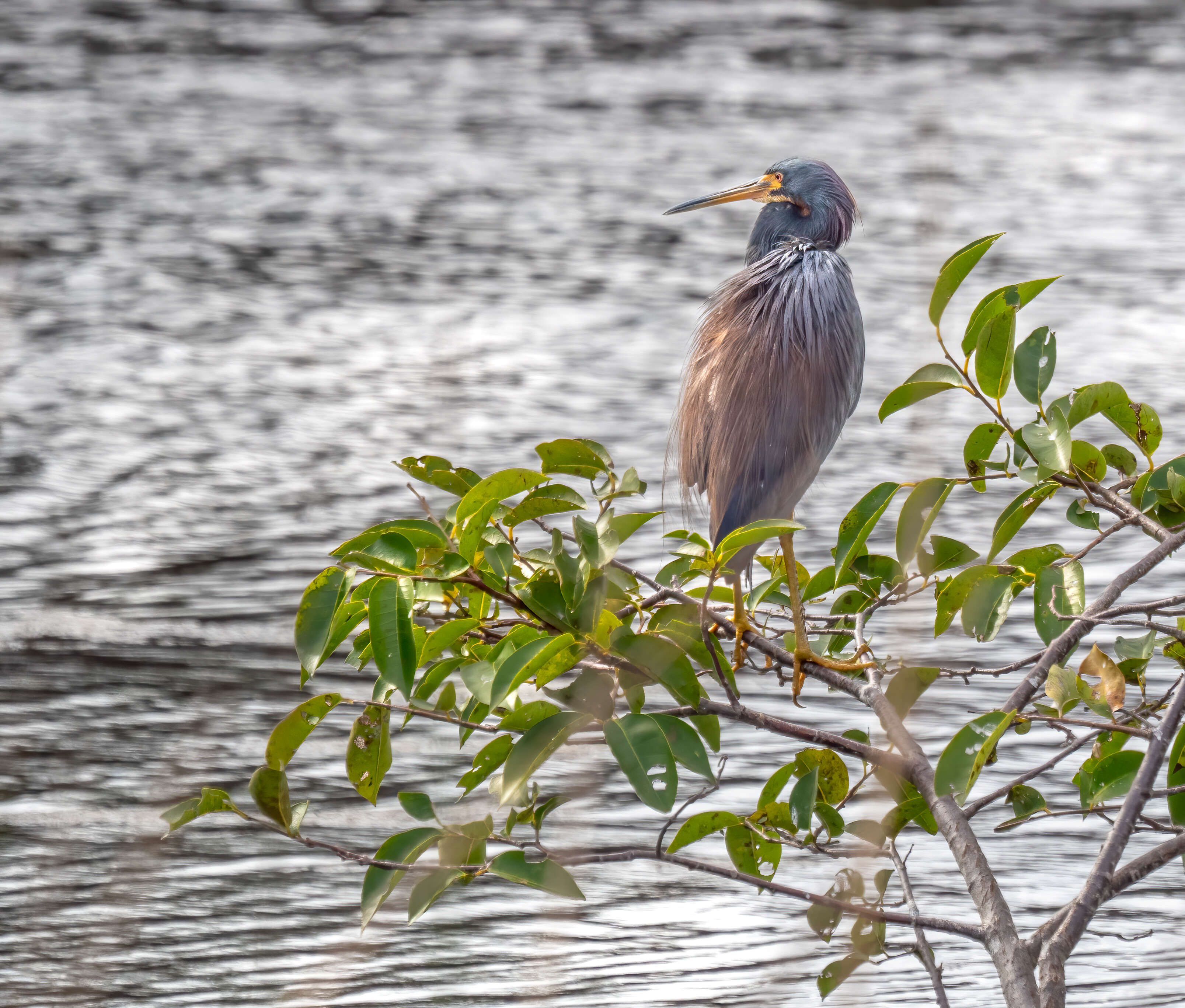 Image de Aigrette tricolore