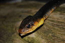 Image of Amazon False Fer-de-lance