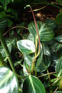 صورة Peperomia maculosa (L.) Hook.